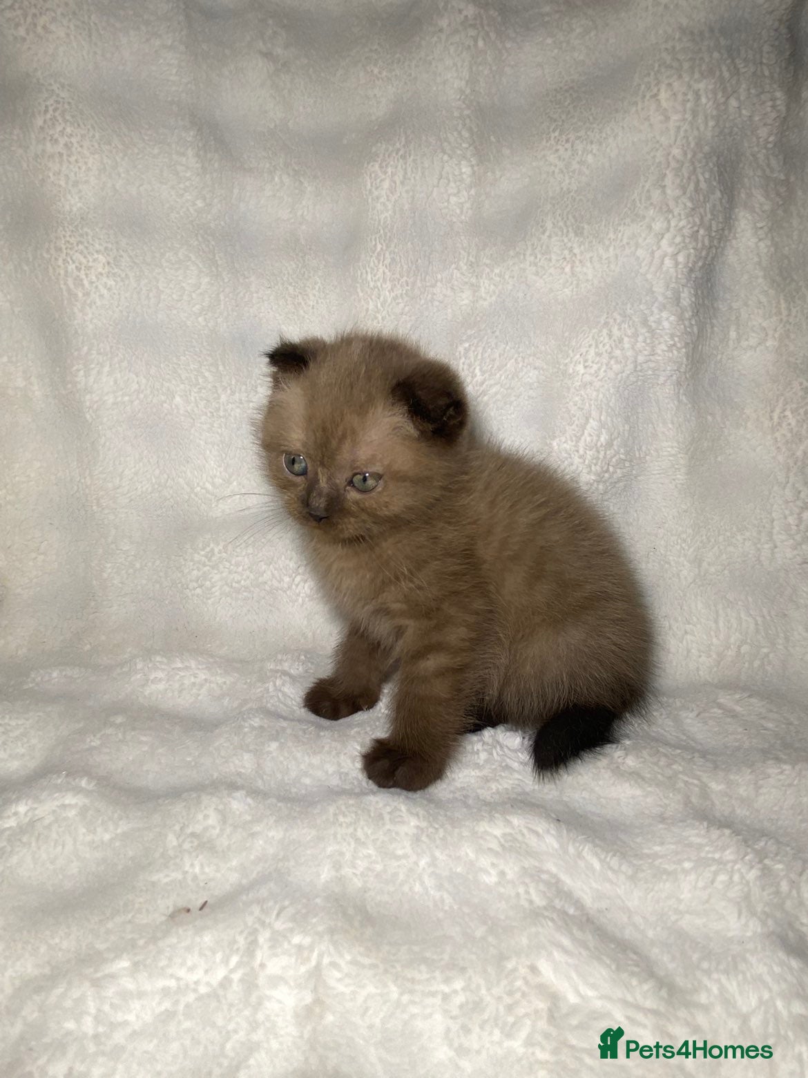Mixed Breed cats BSH x SottishFold Kitten Looking For A New Home🏡 - Advert 6