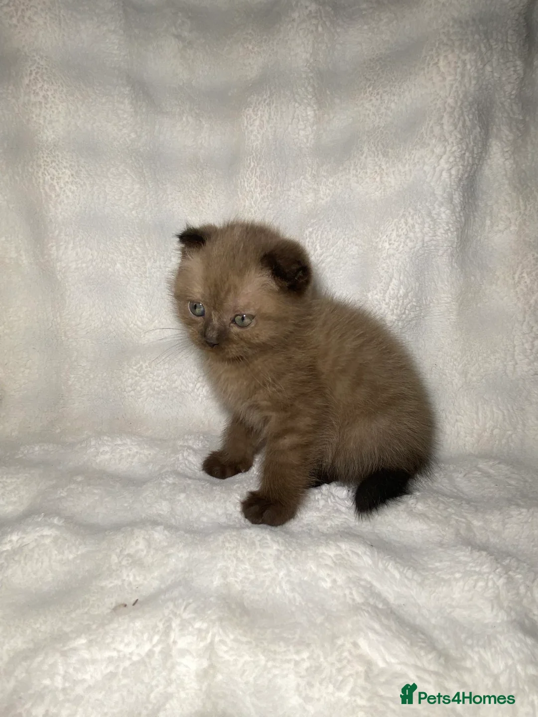 Mixed Breed cats for sale: BSH x SottishFold Kitten Looking For A New Home🏡 - Advert 1