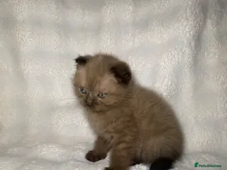 Mixed Breed cats BSH x SottishFold Kitten Looking For A New Home🏡 - Advert 6