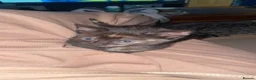 Mixed Breed cats for sale: Female kittens for sale  - Advert 20