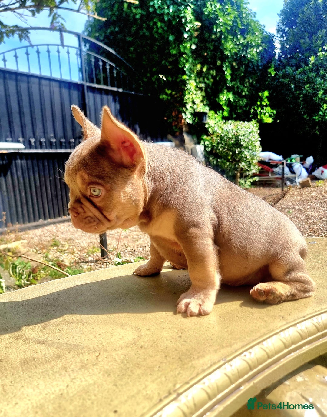 French Bulldog dogs for sale: Beautiful French bulldogs - Image 26