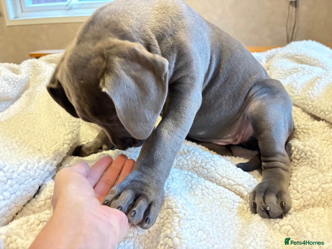 Boerboel dogs for sale: EXCEPTIONAL NABBR REGISTERED PUPPIES!  - Image 15