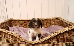 English Springer Spaniel dogs for sale: Working Bred Springer Spaniel Puppies For Sale.  - Image 8