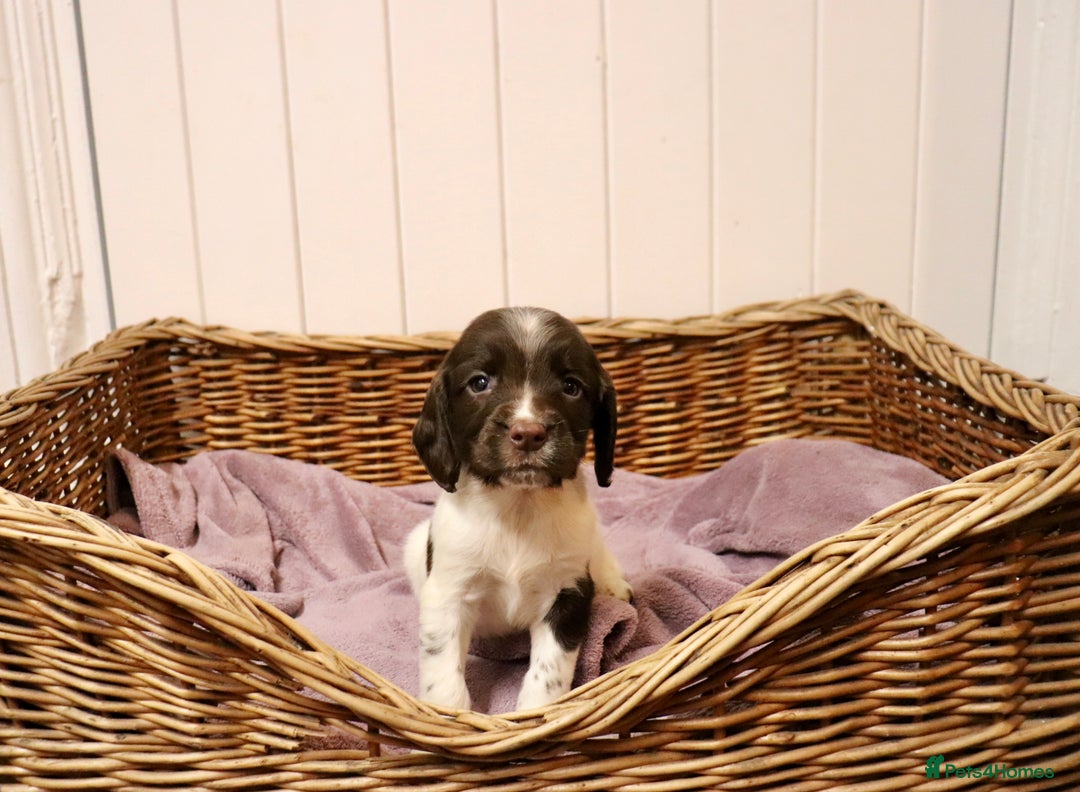 English Springer Spaniel dogs for sale: Working Bred Springer Spaniel Puppies For Sale.  - Image 8