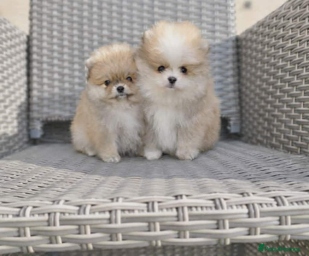 Pomeranian dogs KC Pomeranian puppies, stunning quality 💫 - Advert 3