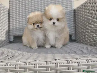Pomeranian dogs KC Pomeranian puppies, stunning quality 💫 - Advert 3
