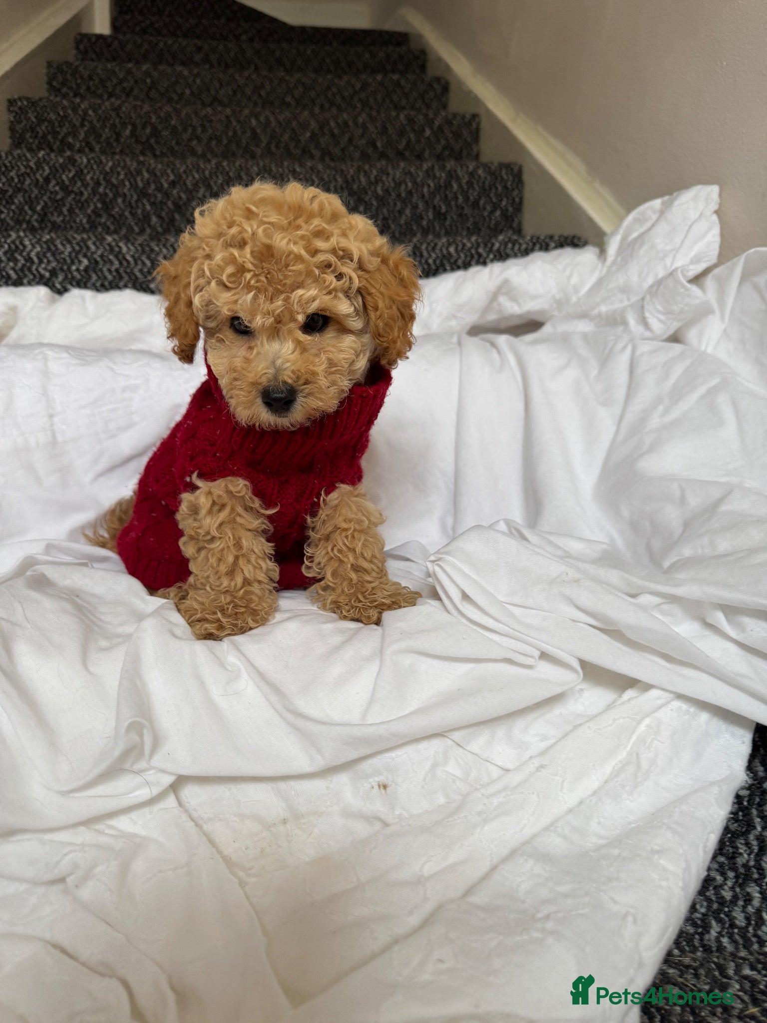 Miniature Poodle dogs Final price drop  - Advert 6
