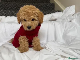 Miniature Poodle dogs Final price drop - Advert 3
