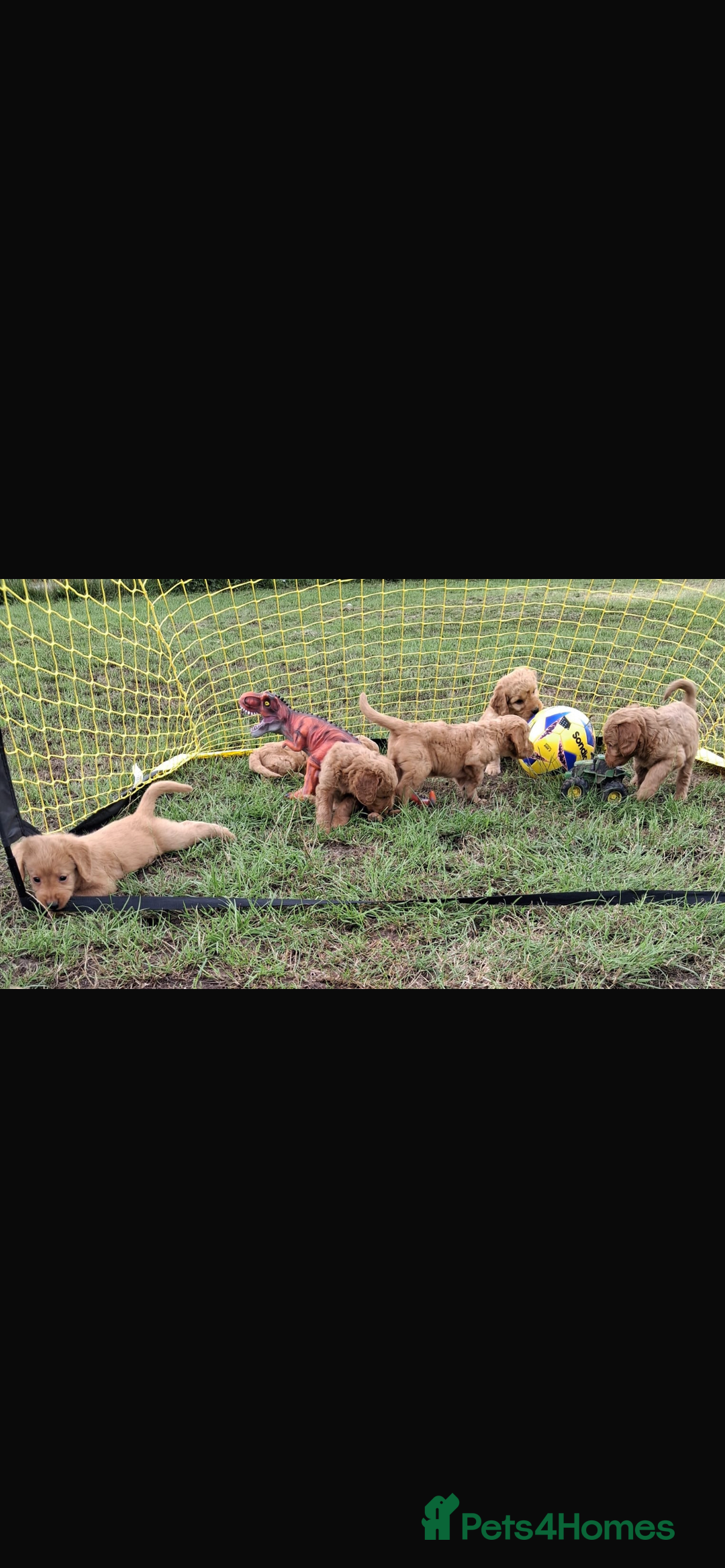 Mini Goldendoodle dogs for sale: F1 Goldendoodle puppies  - Image 5