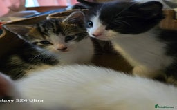 European cats for sale: M9 4ED in Manchester - Image 2