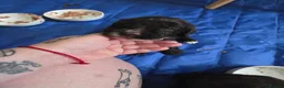 Mixed Breed dogs for sale: Australian Labradoodle Puppies in Shefford - Advert 38