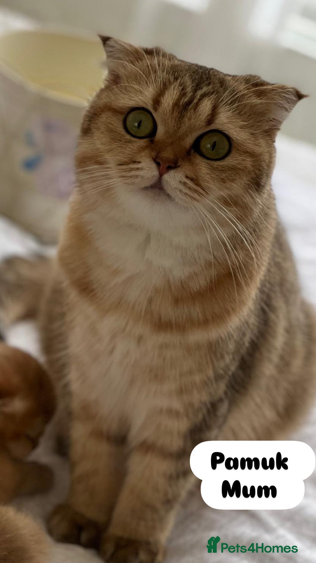 Scottish Fold cats for sale: Pure breed Pedigree SF kittens  - Advert 13