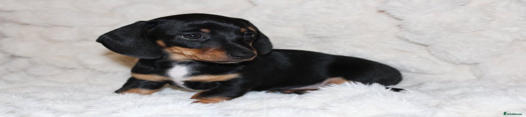 Dachshund Puppy 1