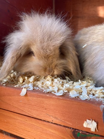 Mini Lop rabbits - Advert 14