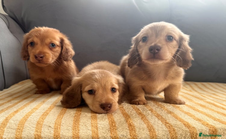 Miniature Dachshund dogs - Advert 1