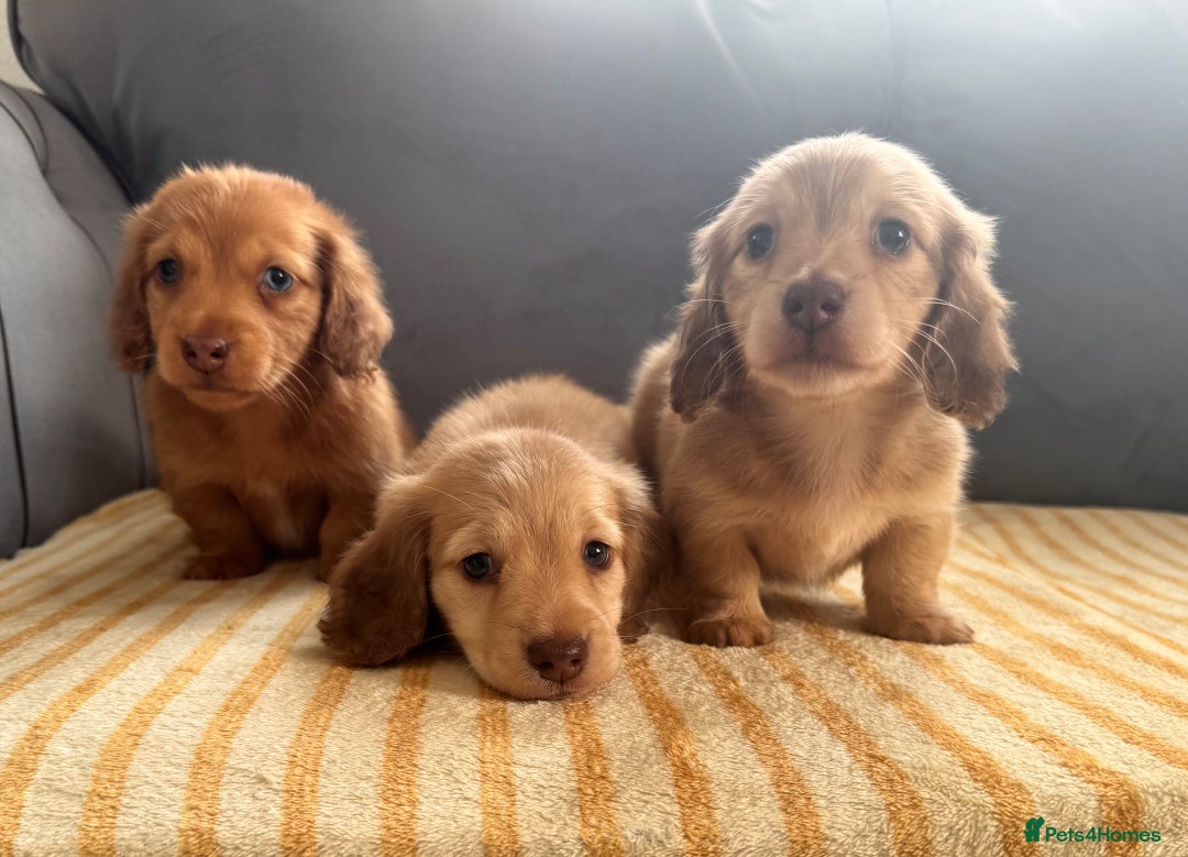 Miniature Dachshund dogs for sale: Beautiful cream long hair miniature dachshunds  - Image 1