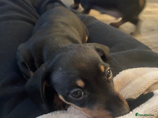 Miniature Dachshund dogs REDUCED One female stunning miniature dachshund - Advert 15