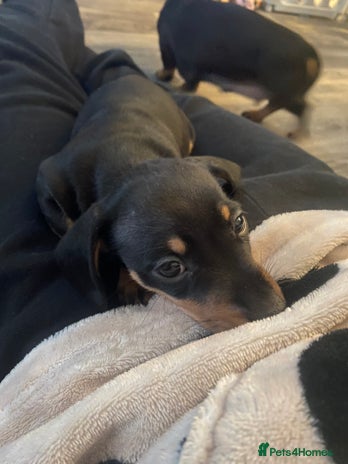 Miniature Dachshund dogs REDUCED One female stunning miniature dachshund - Advert 6