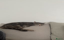 Mixed Breed cats for sale: In need of a loving new home  - Image 2