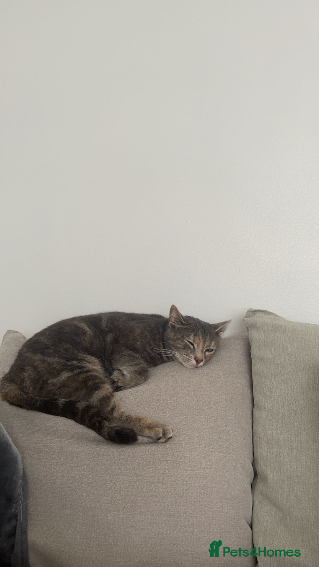Mixed Breed cats for sale: In need of a loving new home  - Image 2