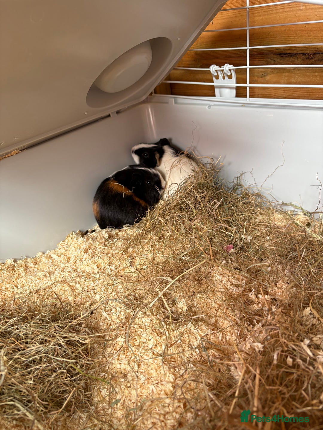 Guinea Pig rodents for sale: Two female guinea pigs  - Advert 1