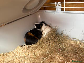 Guinea Pig rodents Two female guinea pigs - Advert 9