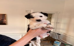 Border Collie dogs for sale: Pure Breed Boarder Collie Pups - Image 34