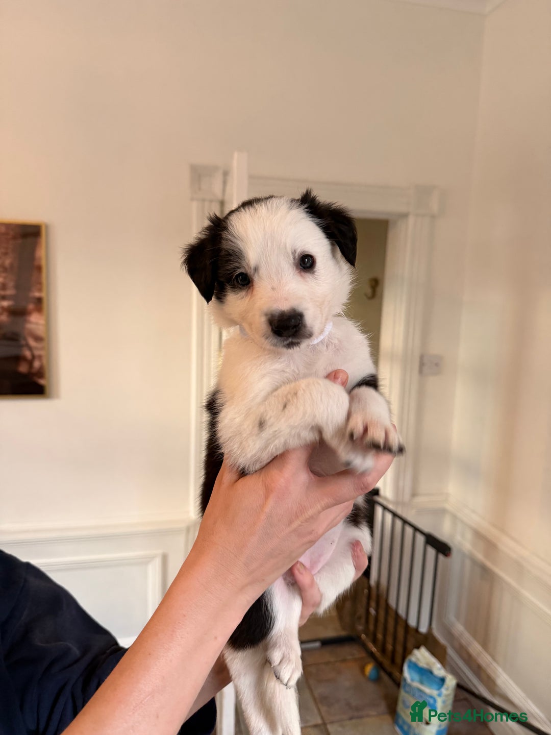 Border Collie dogs for sale: Pure Breed Boarder Collie Pups - Image 34