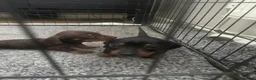 Miniature Dachshund dogs for sale: Gorgeous miniature dachshund puppies  - Advert 12