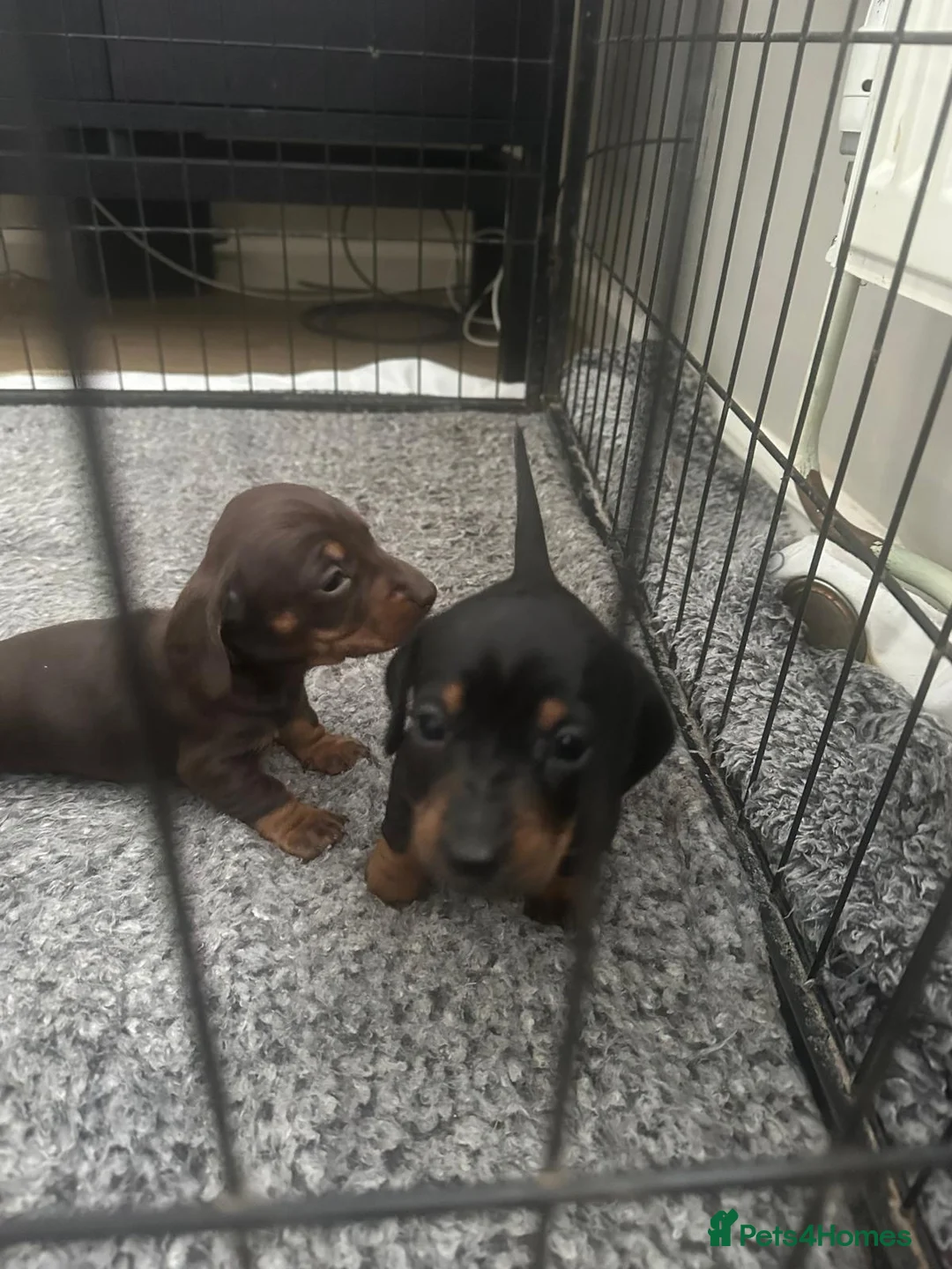 Miniature Dachshund dogs for sale: Gorgeous miniature dachshund puppies  - Advert 12