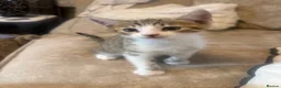 Bengal cats for sale: Beautiful Bengal X Kittens  - Advert 7