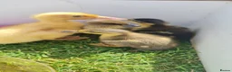 Ducks poultry for sale: Ducklings for sale, mix of ages and breeds - Advert 2