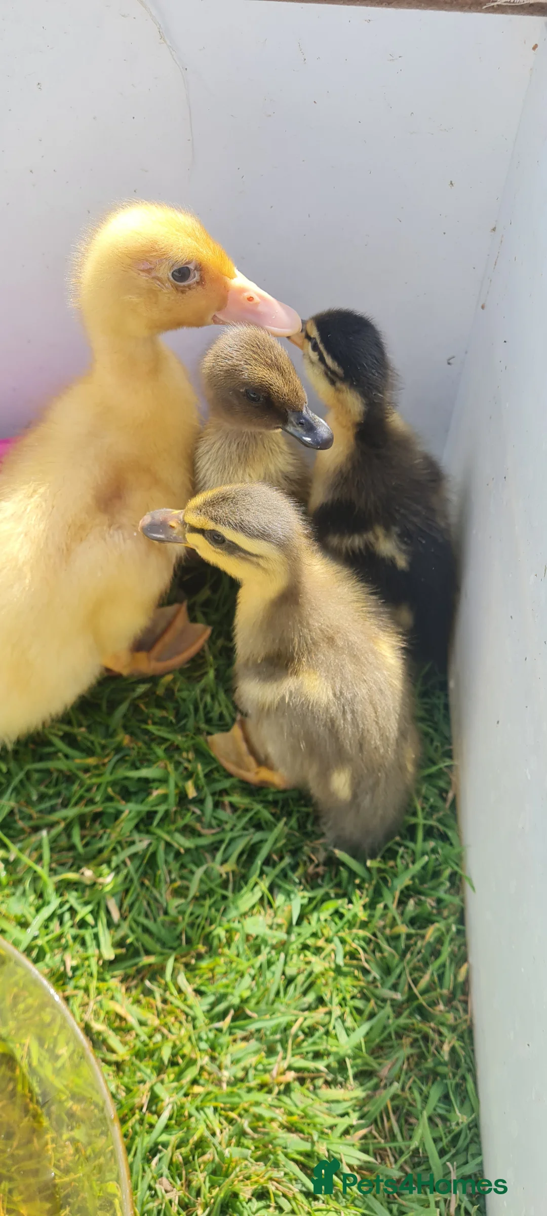 Ducks poultry for sale: Ducklings for sale, mix of ages and breeds - Advert 2