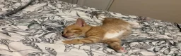 Mixed Breed cats for sale: Five beautiful kittens  in Witney - Advert 9