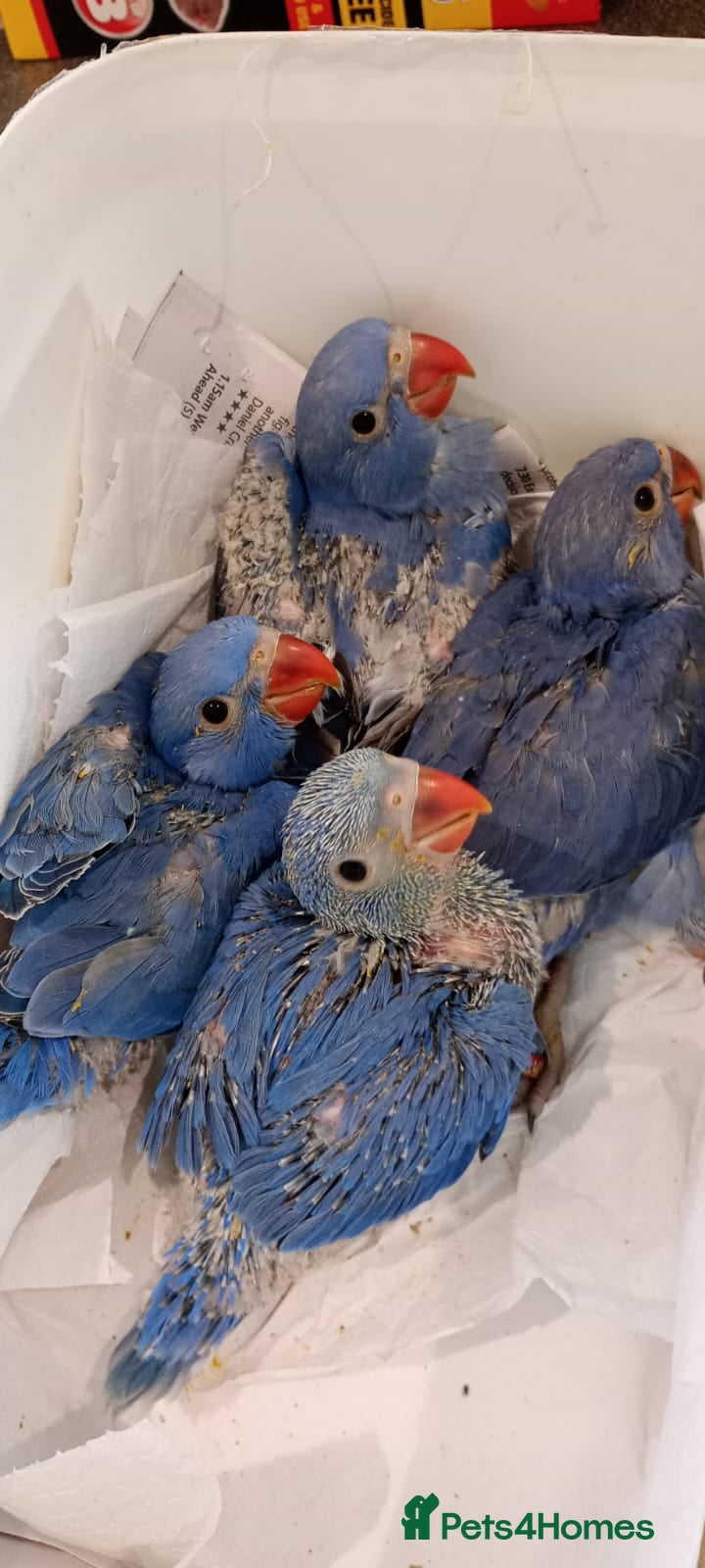 Ringnecks birds Hand-Reared Baby Indian Ringnecks for Sale  - Advert 1