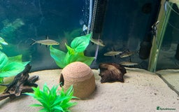 Other/Mixed Breed fish for sale: Tank of Tropical fish - need to go ASAP - Image 3