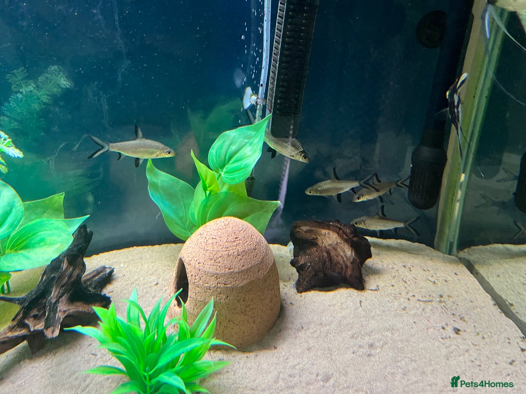 Other/Mixed Breed fish for sale: Tank of Tropical fish - need to go ASAP - Image 3