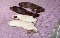 Chihuahua dogs for sale: 🐶 xxs Stunning pure chihuahua pups 🐶 - Image 21
