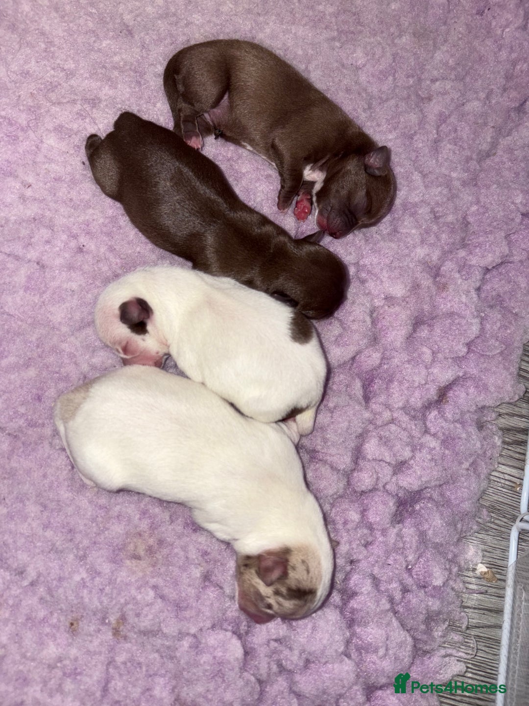 Chihuahua dogs for sale: 🐶 xxs Stunning pure chihuahua pups 🐶 - Image 21