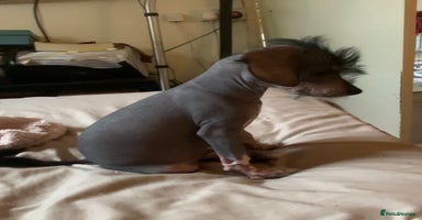 Mixed Breed dogs - Advert 6