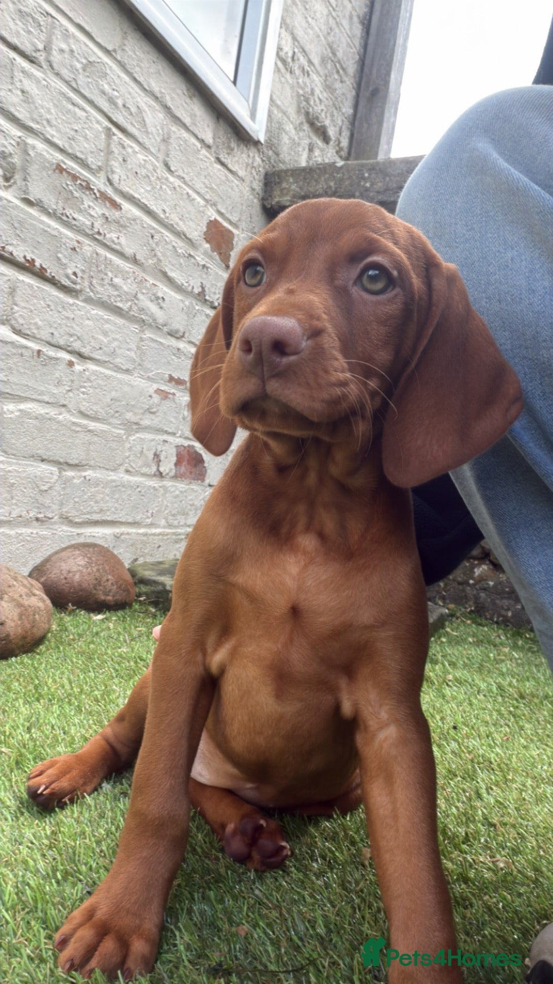 Hungarian Vizsla dogs Smooth haired Hungarian vizsla puppies  - Advert 6