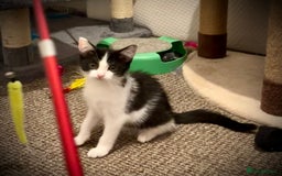 Domestic Shorthair cats for sale: Kittens - Image 4