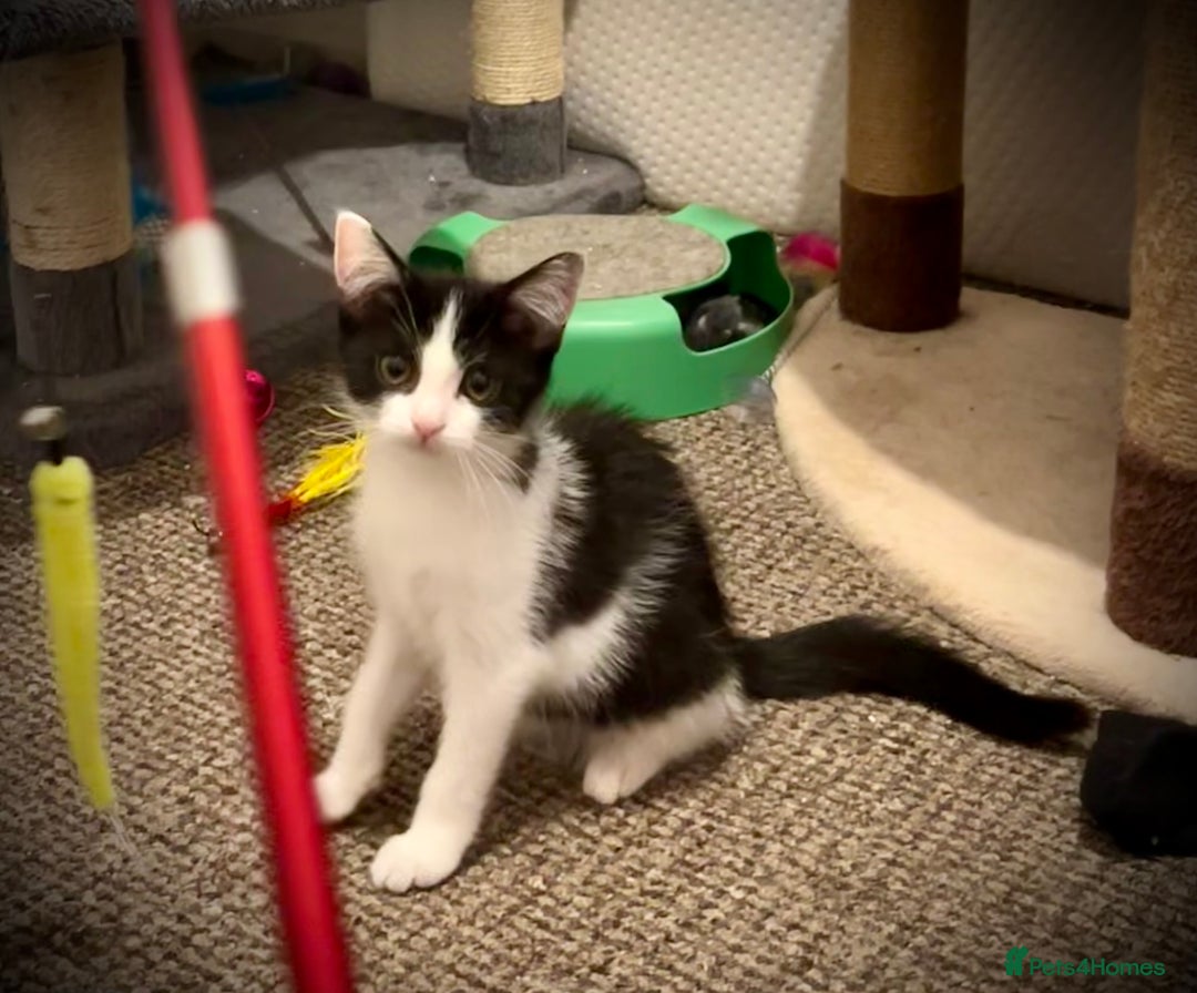 Domestic Shorthair cats for sale: Kittens - Image 4