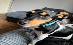 Jack Russell dogs for sale: Jack russell pups - Image 12