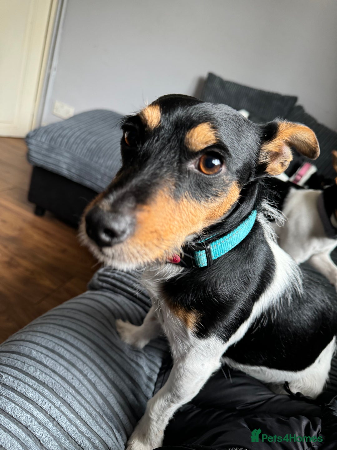 Jack Russell dogs for sale: Jack russell pups - Image 12