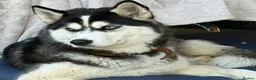 Siberian Husky dogs for adoption: 🐾 HASSY – Female Siberian Husky 🐾 - Advert 6