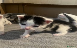 British Shorthair cats for sale: 4 adorable girl kittens  - Image 12