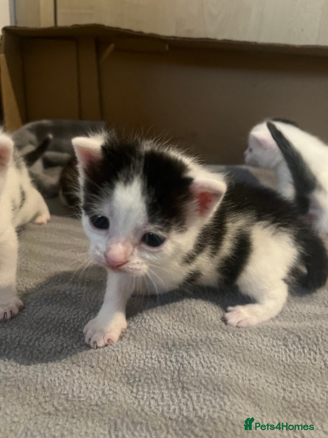 British Shorthair cats for sale: 4 adorable girl kittens  - Image 12