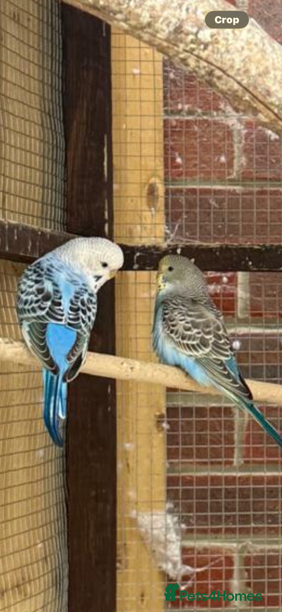 Budgerigars birds Lovely baby budgies - Advert 2