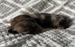 Miniature Dachshund dogs for sale: Beautiful Miniature Dachshunds  - Image 12